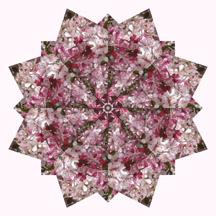 Cherry Tree Kaleidsocope 2
