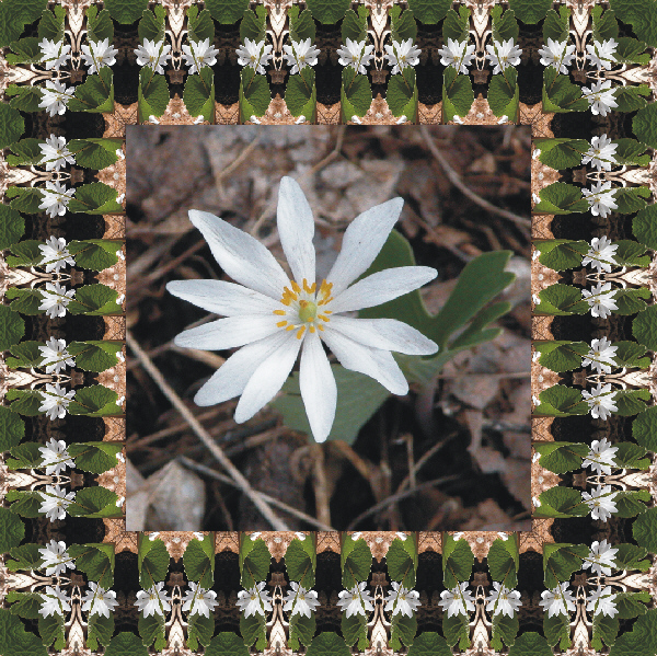 Bloodroot
