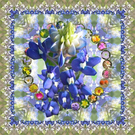 Texas Bluebonnets