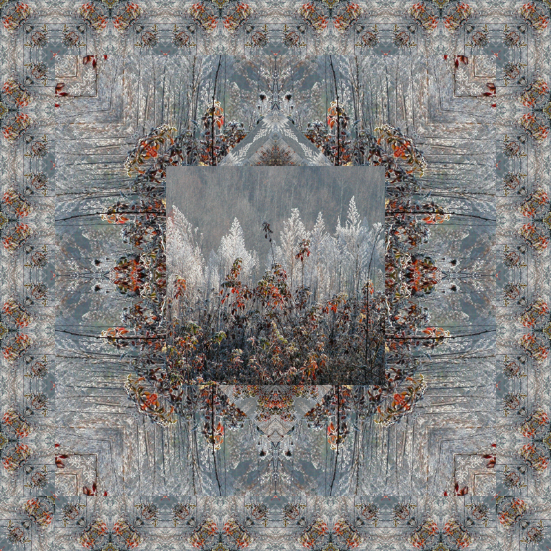 Frost in the Meadow