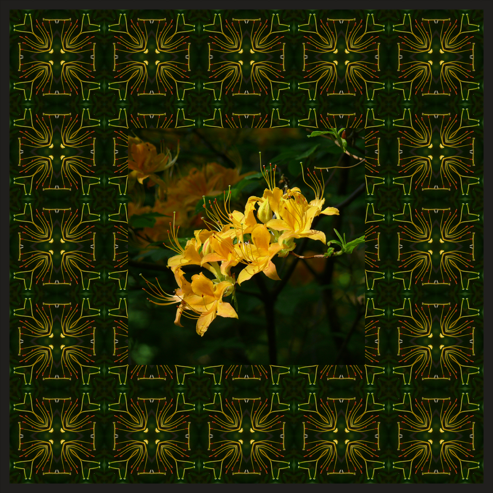Flame Azalea with stamen background