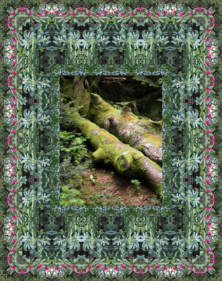 mossy logs